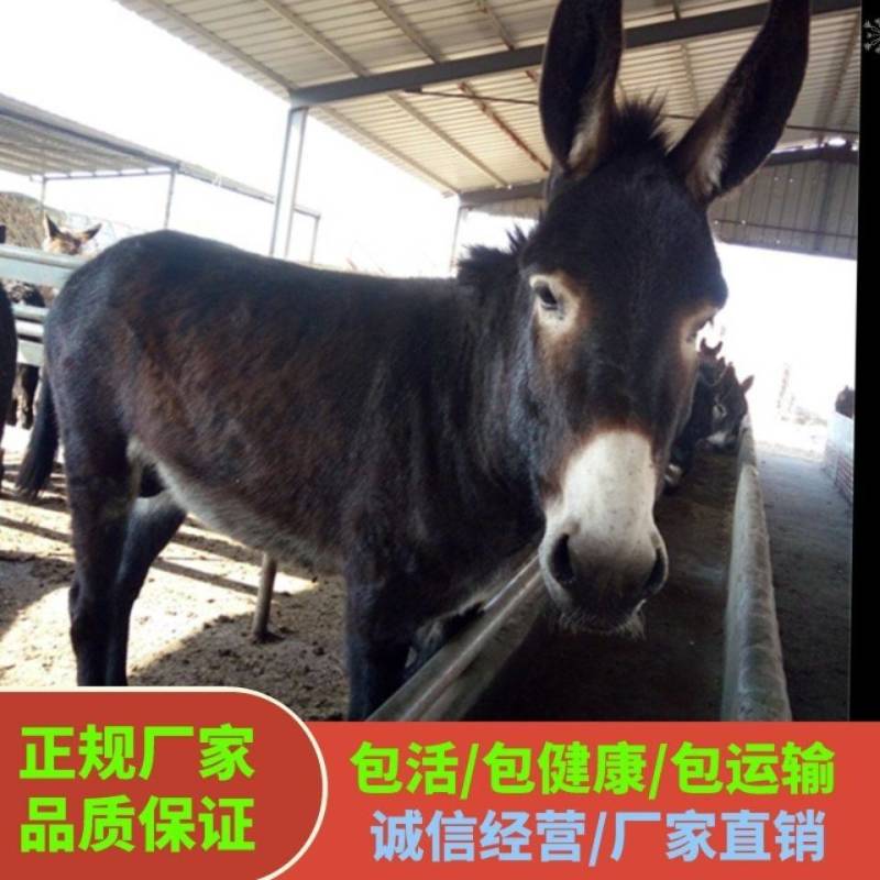 德州驴乌头驴体型高大长势快好驴苗多少钱送货到家