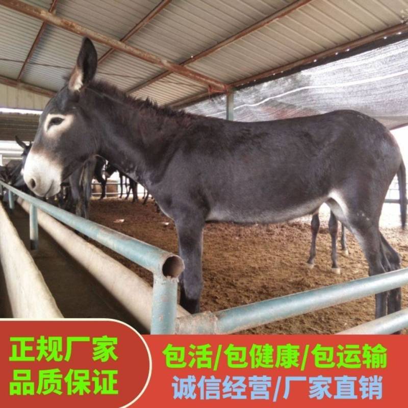 德州驴乌头驴体型高大长势快好驴苗多少钱送货到家