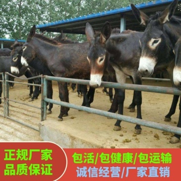 一头也发货买十送一买好驴苗选启辰肉驴养殖场可分期付款