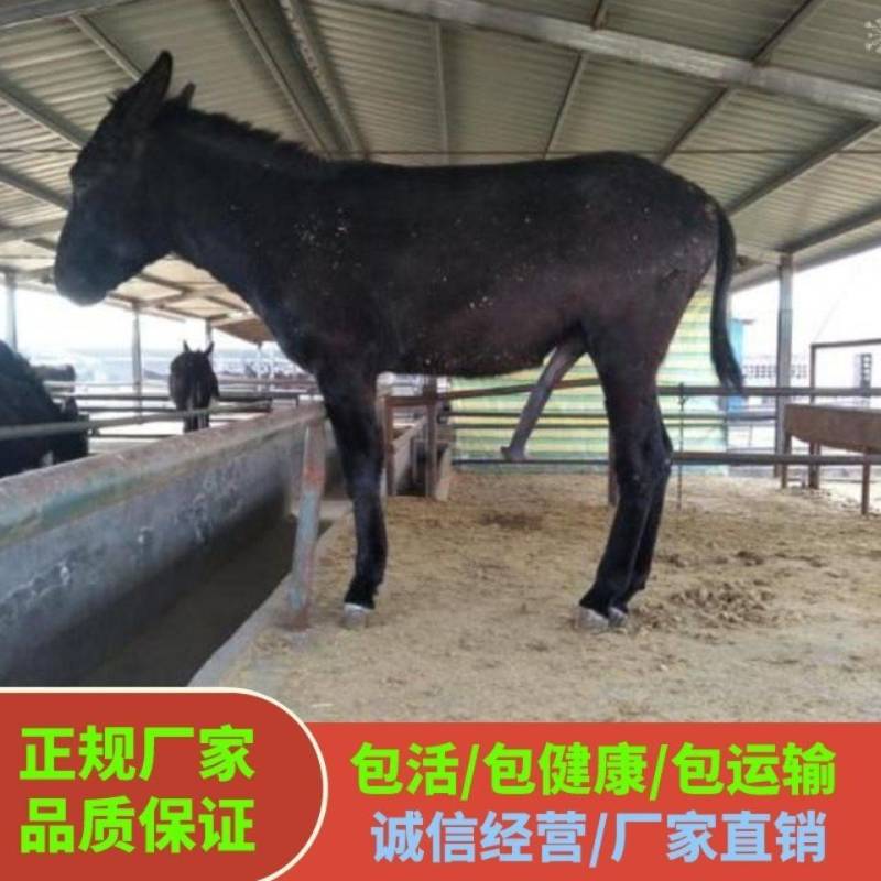 一头也发货买十送一买好驴苗选启辰肉驴养殖场可分期付款