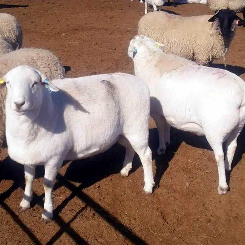 山东绵羊羔澳洲白绵羊体型大长势快一年两窝一窝5--8只羔