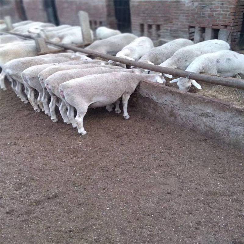 山东绵羊羔澳洲白绵羊体型大长势快一年两窝一窝5--8只羔