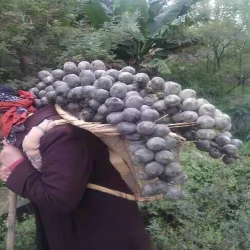 追风果