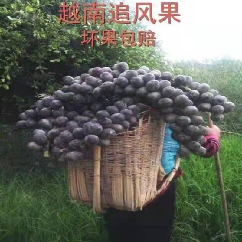 追风果
