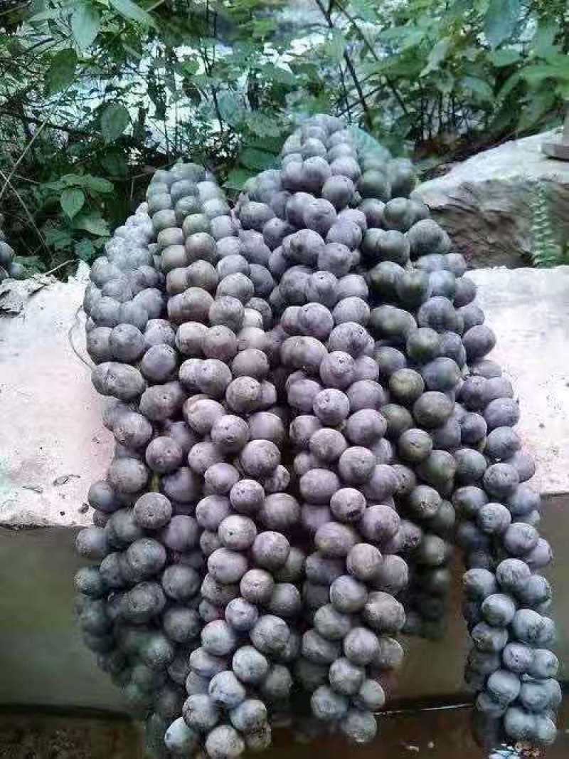 追风果