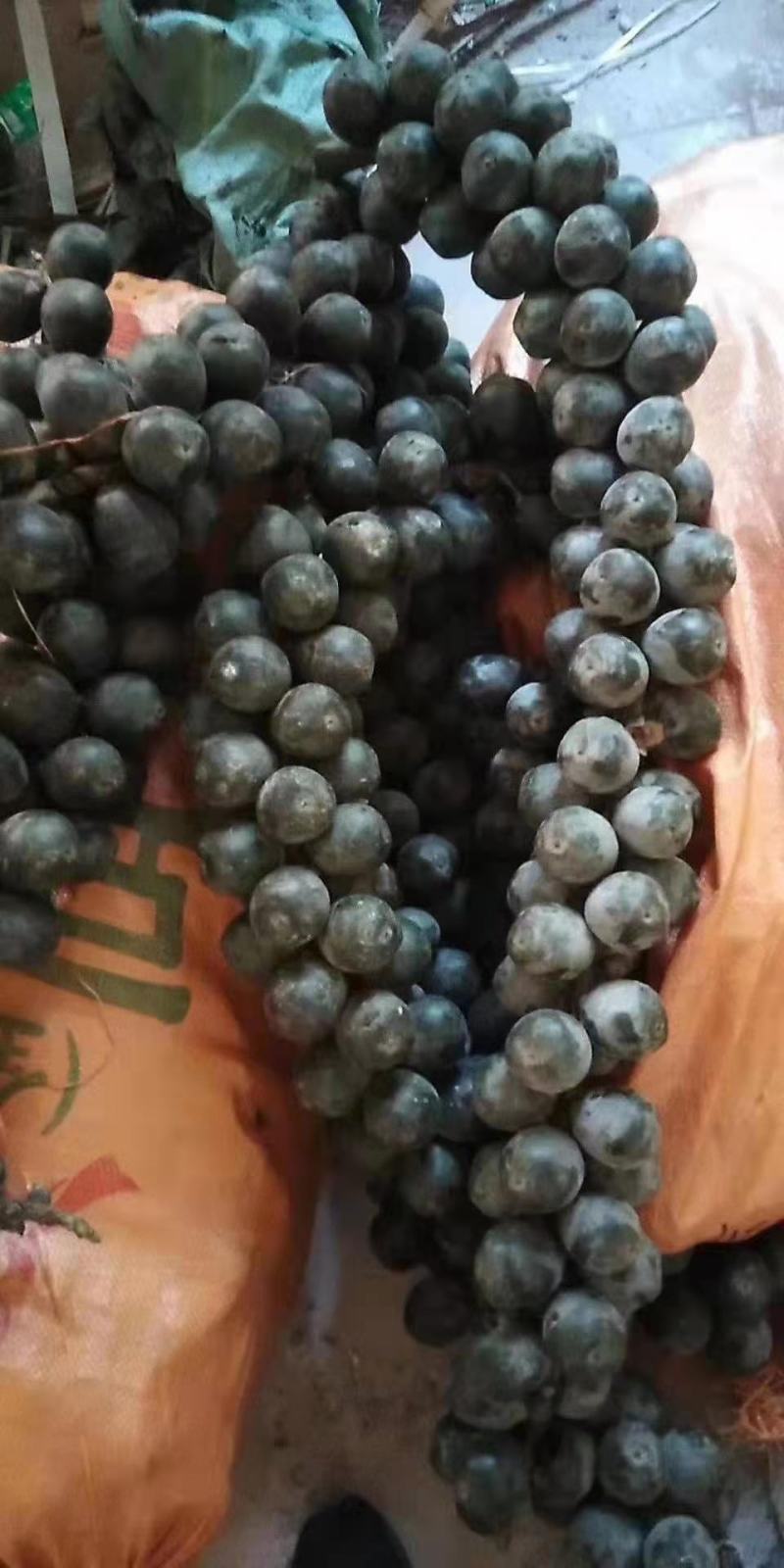 追风果