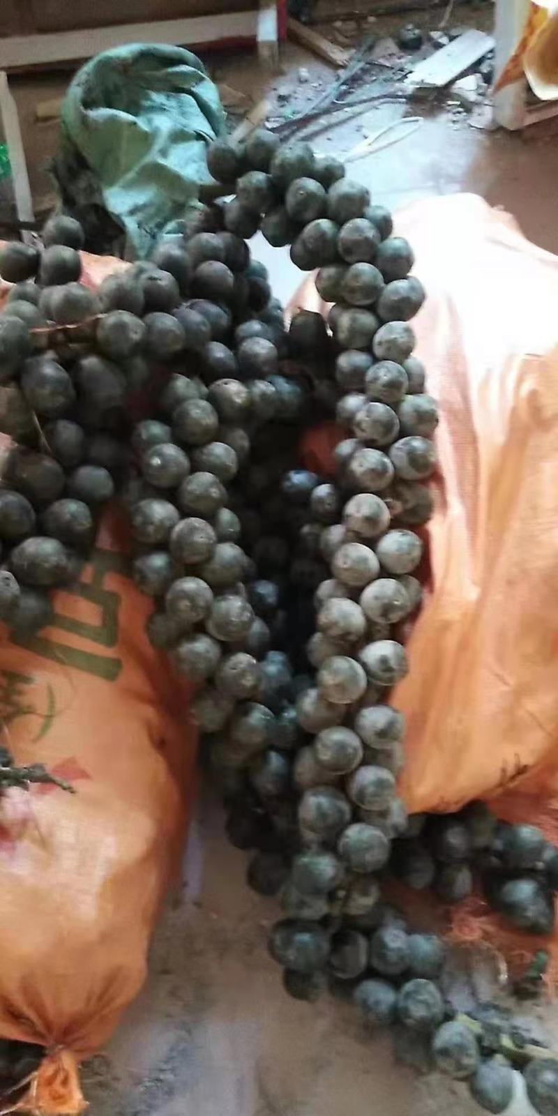 追风果