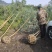 竹苗大量供应，欢迎各位老板联系实地看货。