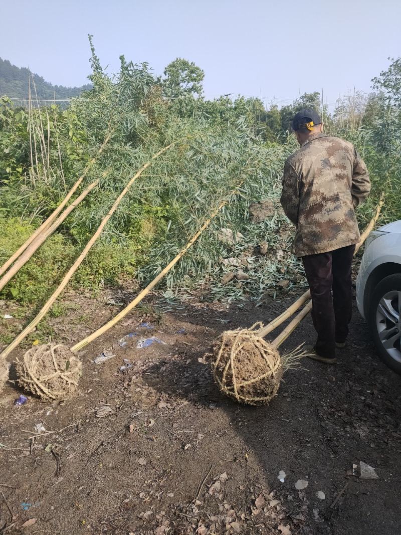 竹苗大量供应，欢迎各位老板联系实地看货。
