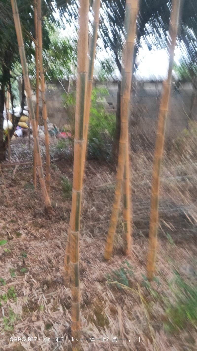 竹苗大量供应，欢迎各位老板联系实地看货。