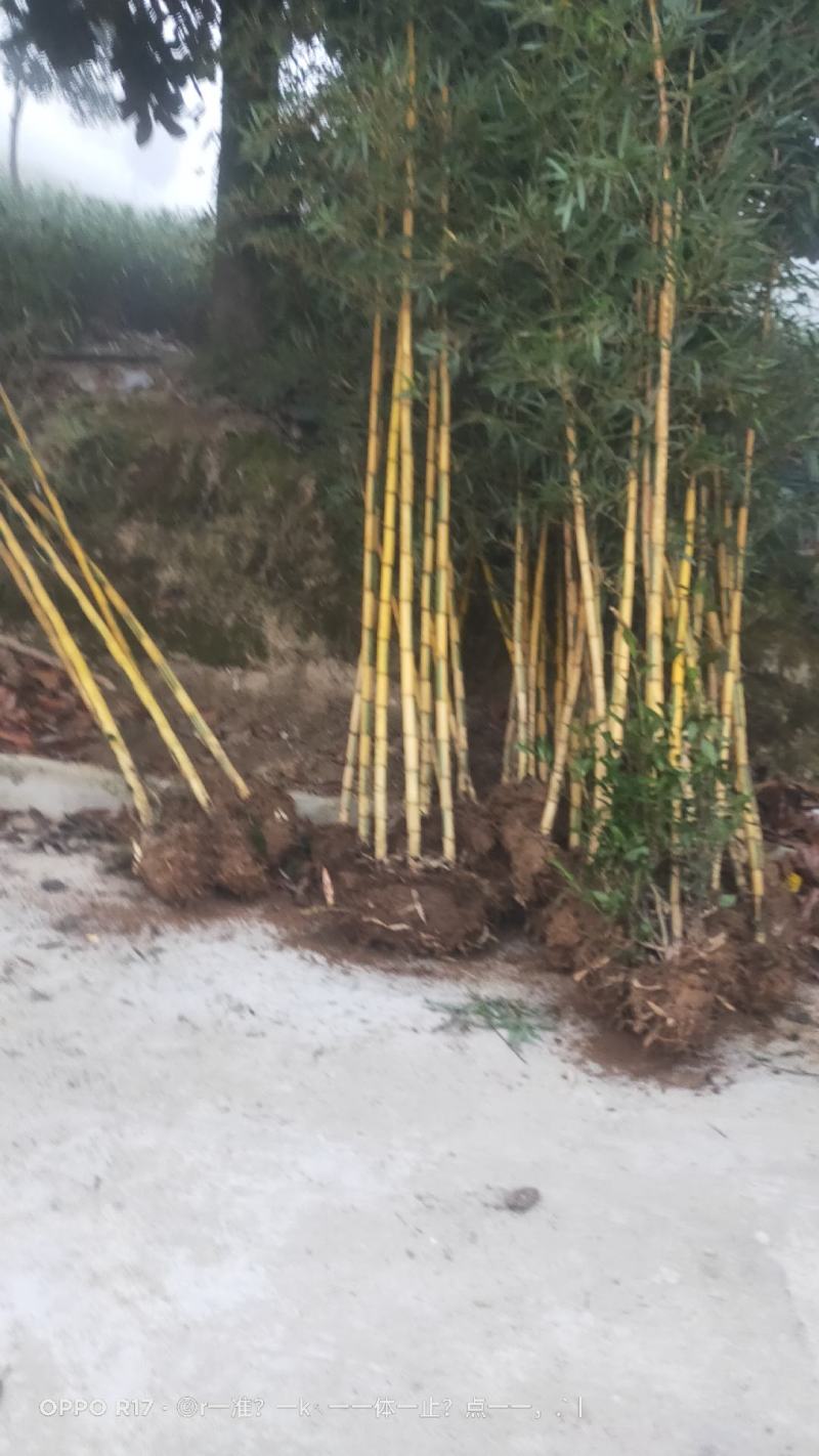 竹苗大量供应，欢迎各位老板联系实地看货。