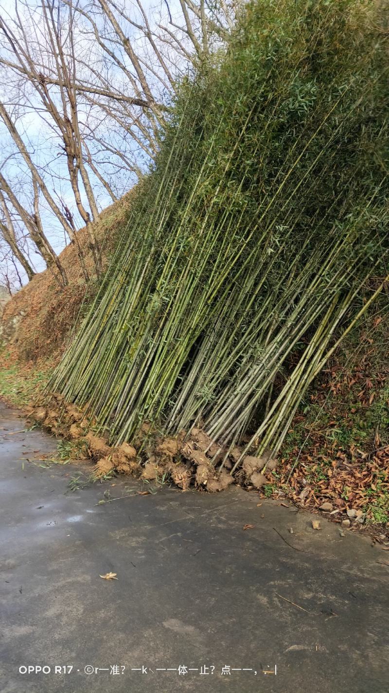 竹苗大量供应，欢迎各位老板联系实地看货。