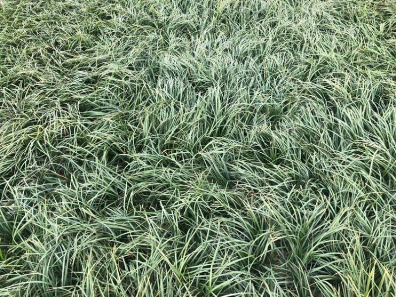 【实力商家】麦冬草绿化苗，产地直供无中间商赚差价质量保证