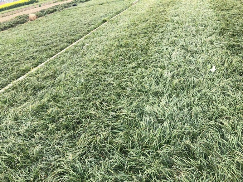 【实力商家】麦冬草绿化苗，产地直供无中间商赚差价质量保证