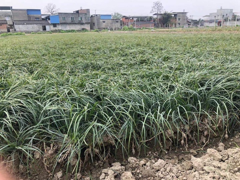 【实力商家】麦冬草绿化苗，产地直供无中间商赚差价质量保证