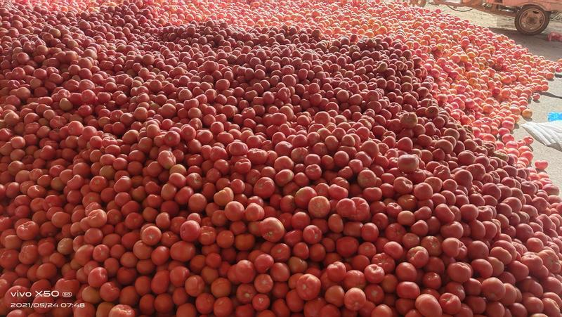 粉优西红柿~硬粉西红柿，沙瓤西红柿~全年长期大量供应。