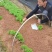 红豆杉芽苗，江西南方红豆杉，籽播田苗，苗圃直供，走量批发