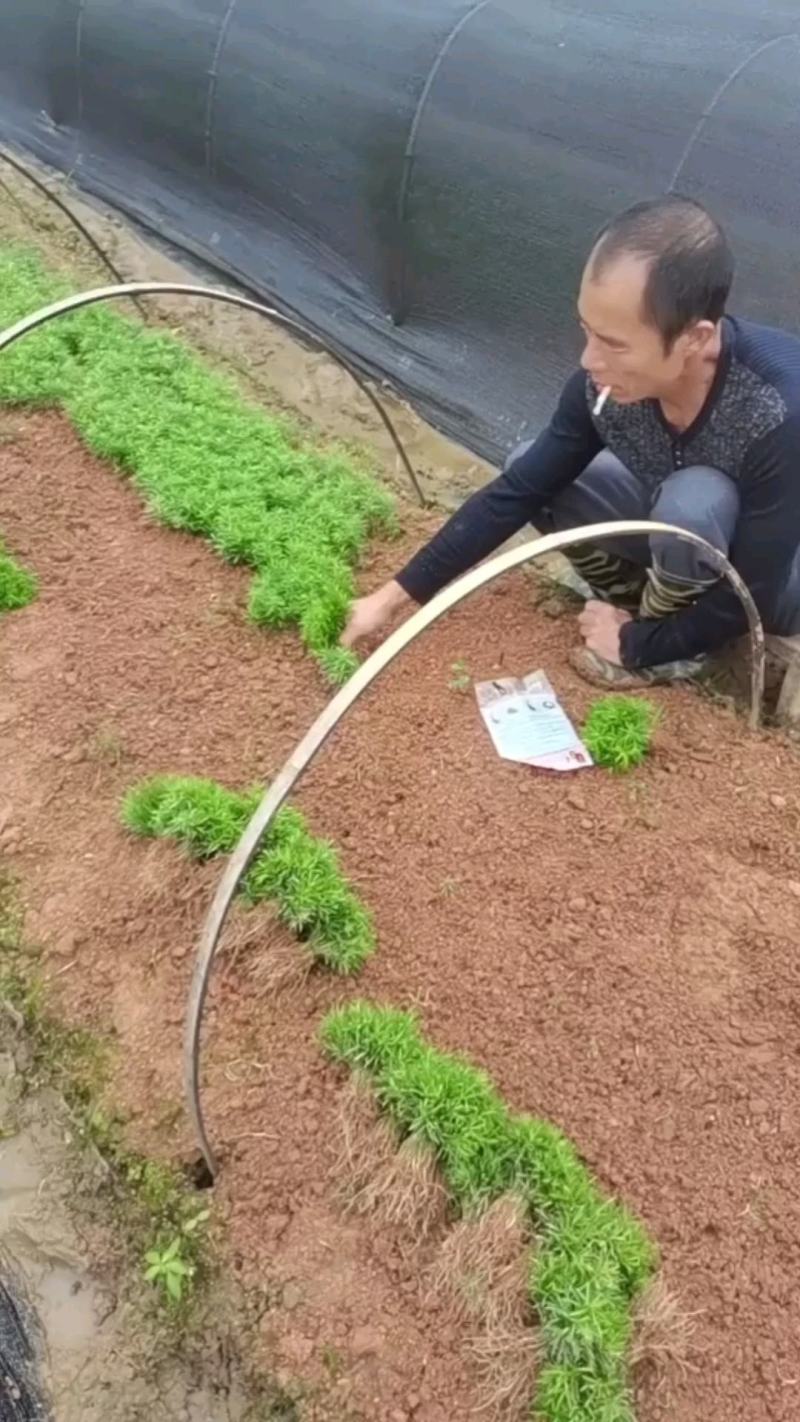 红豆杉芽苗，江西南方红豆杉，籽播田苗，苗圃直供，走量批发