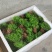 红豆杉芽苗，江西南方红豆杉，籽播田苗，苗圃直供，走量批发