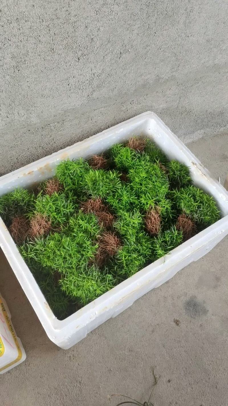 红豆杉芽苗，江西南方红豆杉，籽播田苗，苗圃直供，走量批发