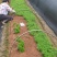 红豆杉芽苗，江西南方红豆杉，籽播田苗，苗圃直供，走量批发