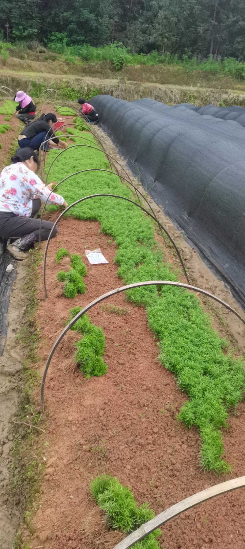 红豆杉芽苗，江西南方红豆杉，籽播田苗，苗圃直供，走量批发