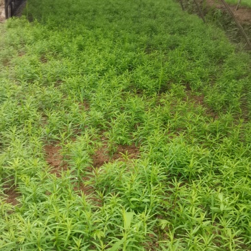 红豆杉芽苗，江西南方红豆杉，籽播田苗，苗圃直供，走量批发