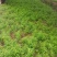 红豆杉芽苗，江西南方红豆杉，籽播田苗，苗圃直供，走量批发