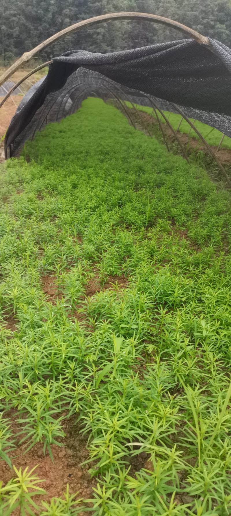 红豆杉芽苗，江西南方红豆杉，籽播田苗，苗圃直供，走量批发