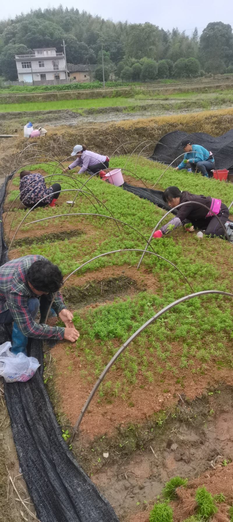 红豆杉芽苗，江西南方红豆杉，籽播田苗，苗圃直供，走量批发