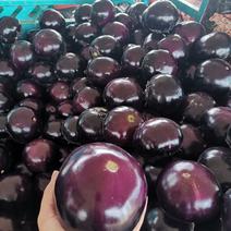博爱县紫光圆茄大量上市中，产地直发，大小均匀，有光泽