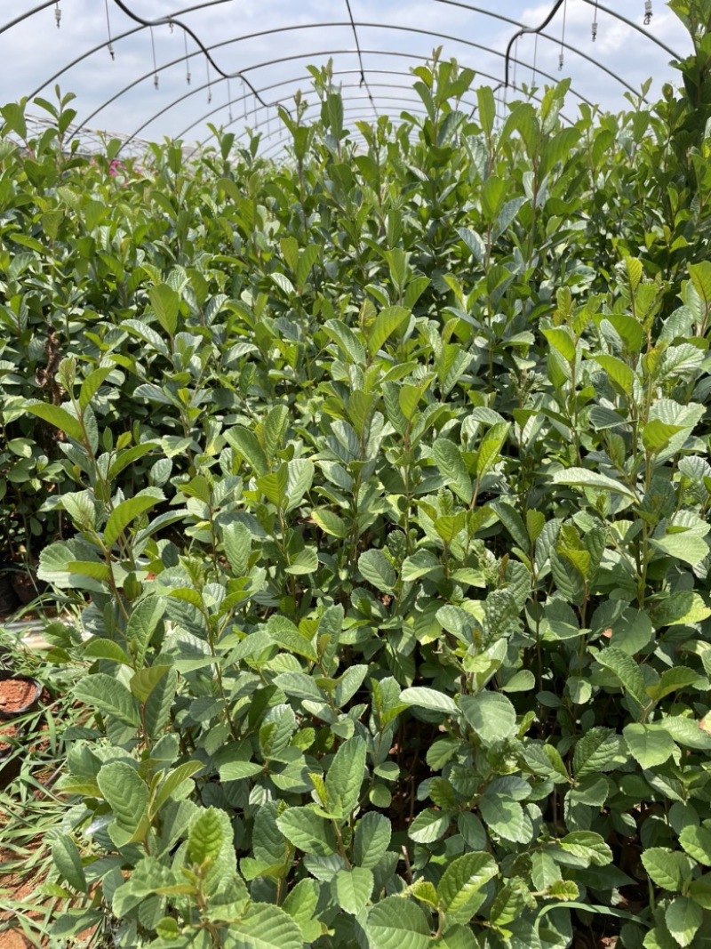 小袋桤木水冬瓜高度20-30厘米价格优惠