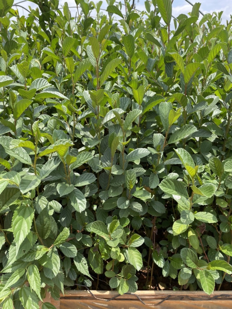 小袋桤木水冬瓜高度20-30厘米价格优惠