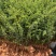 火棘小袋高度20-50数量充足价格优惠