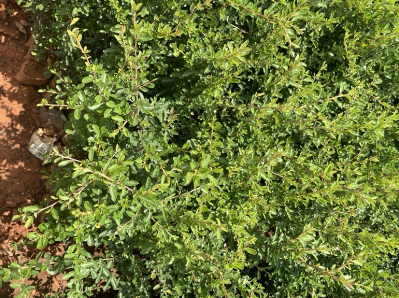 火棘小袋高度20-50数量充足价格优惠