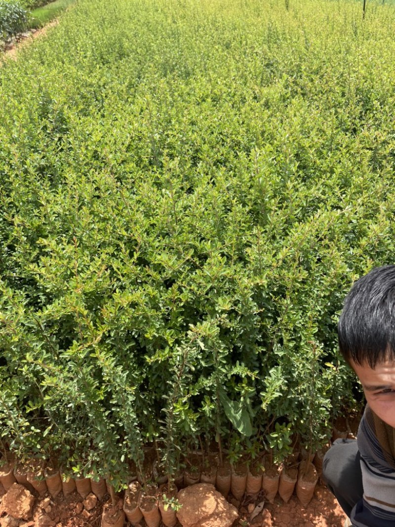 火棘小袋高度20-50数量充足价格优惠
