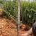 火棘小袋高度20-50数量充足价格优惠
