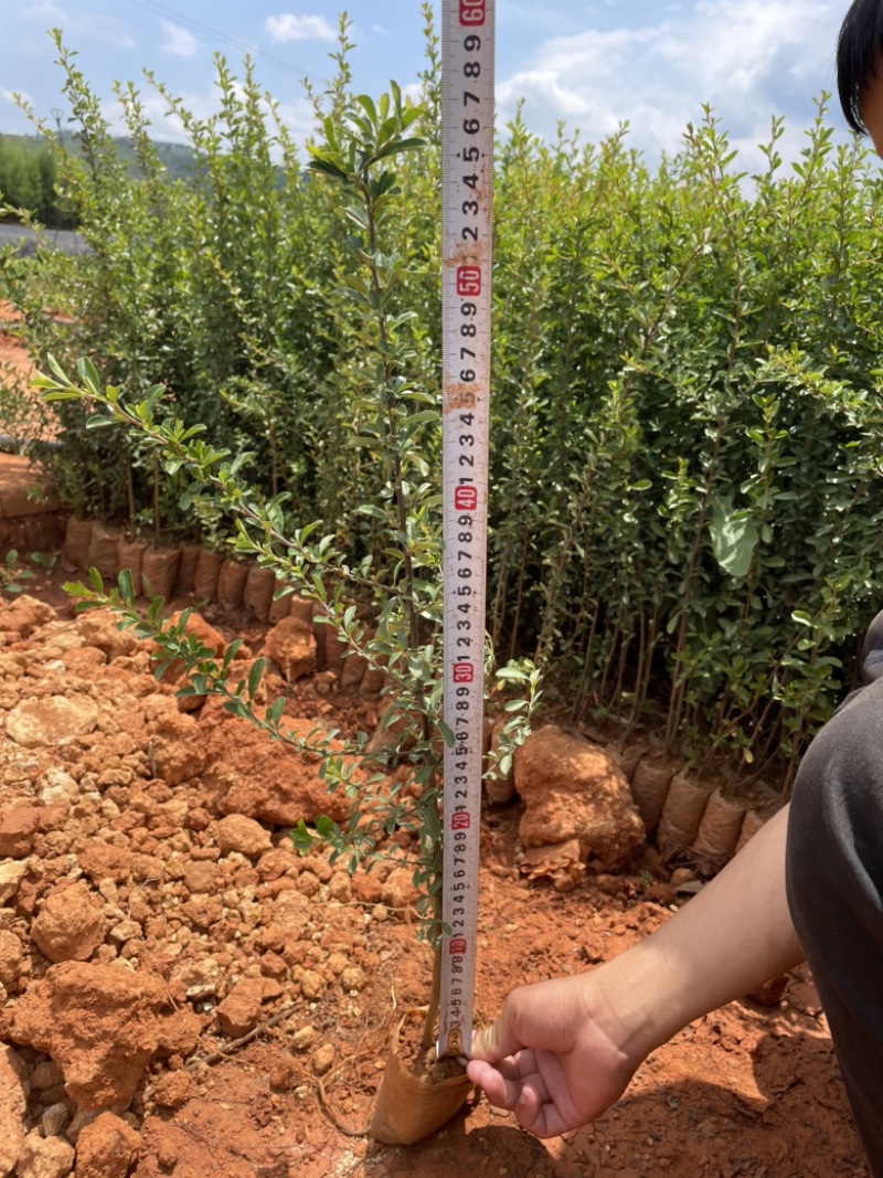 火棘小袋高度20-50数量充足价格优惠