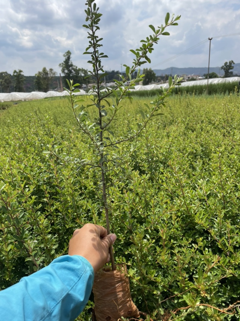 火棘小袋高度20-50数量充足价格优惠