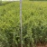 火棘小袋高度20-50数量充足价格优惠