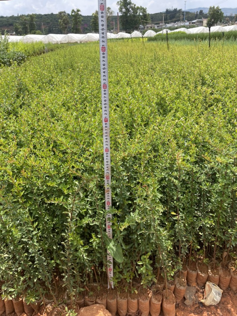 火棘小袋高度20-50数量充足价格优惠