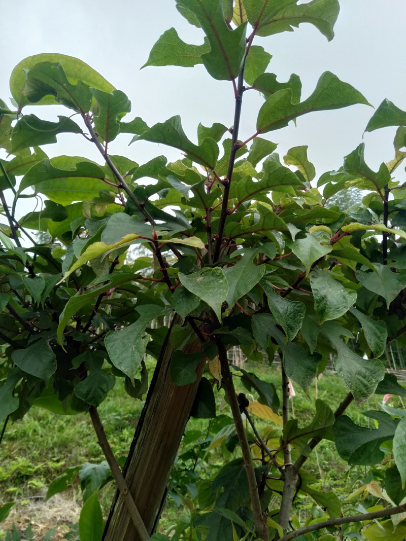 野生白花牛奶根、五指毛桃根