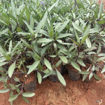 翠芦莉小袋高度20-30价格优惠数量充足