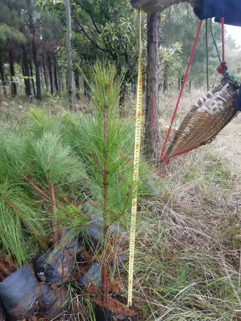 供应湿地松，80公分高湿地松杯苗，江西湿地松苗圃直供