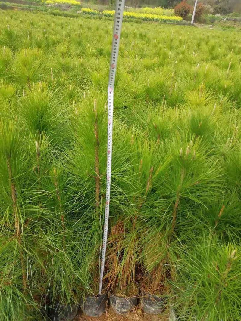 供应湿地松，80公分高湿地松杯苗，江西湿地松苗圃直供