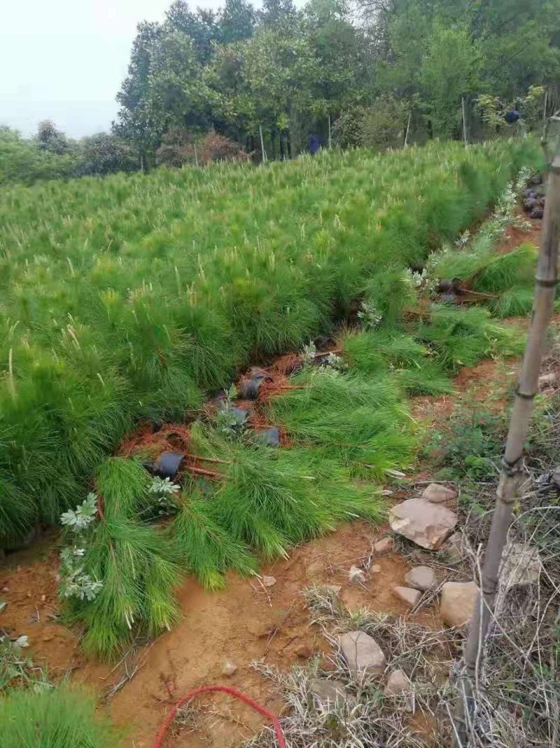 供应湿地松，80公分高湿地松杯苗，江西湿地松苗圃直供