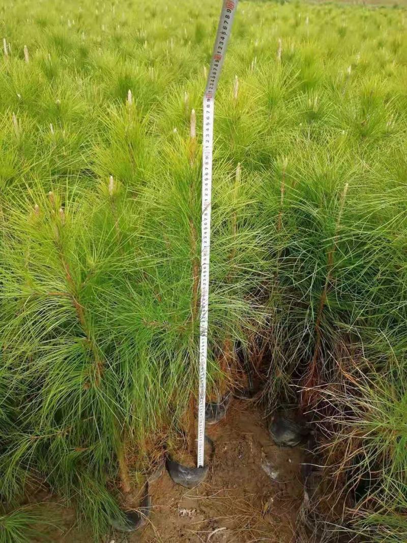 供应湿地松，80公分高湿地松杯苗，江西湿地松苗圃直供