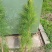 供应湿地松，80公分高湿地松杯苗，江西湿地松苗圃直供