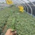 小袋金丝桃高度20-30厘米价格优惠
