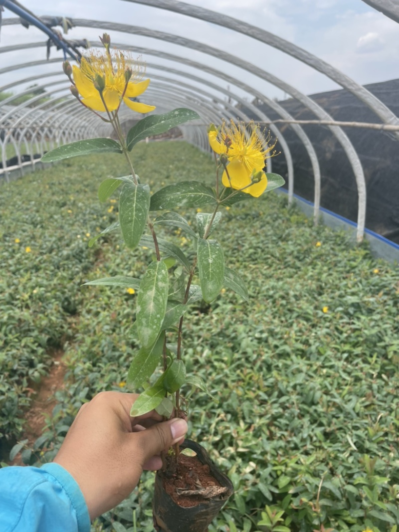 小袋金丝桃高度20-30厘米价格优惠